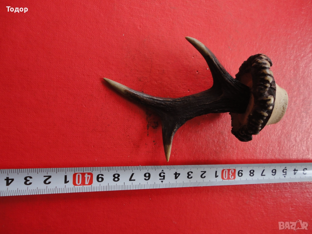 Рог рога закачалка , снимка 1