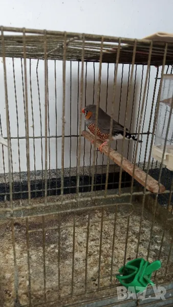 Зеброви амадини, снимка 1