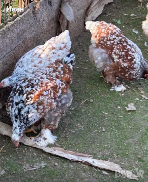 Разплодни яйца от порцеланови брами, снимка 1