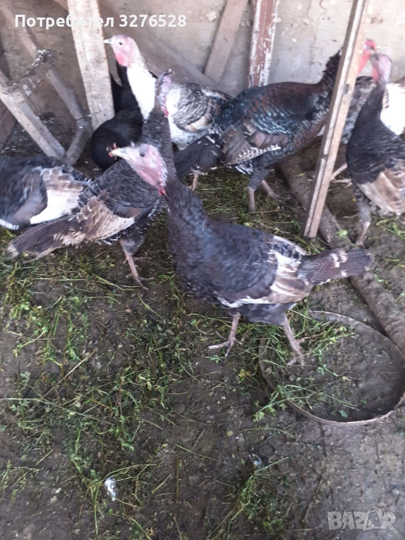 Продавам пуйки , снимка 1