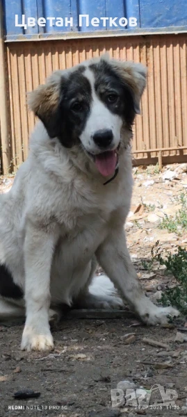 Каракачанка, снимка 1