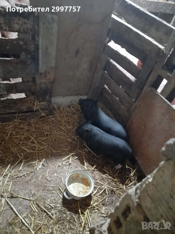 Виетнамски прасета, снимка 1