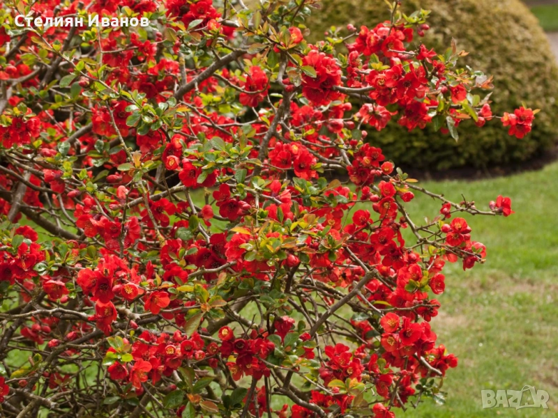 Японска дюля, хеномелес, планински лимон (Chaenomales x superba 'Nicoline'), снимка 1