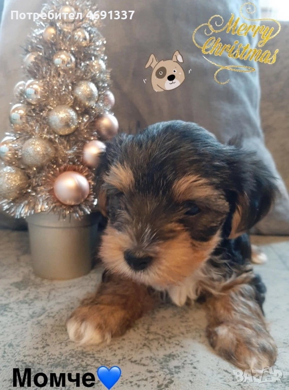 Мини йоркита, снимка 1