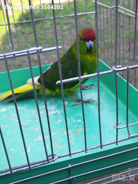 Младо мъжко Какарики, от тази година! , снимка 1