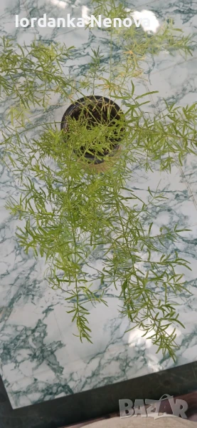 АСПАРАГУС ШПРЕНГЕРА, снимка 1