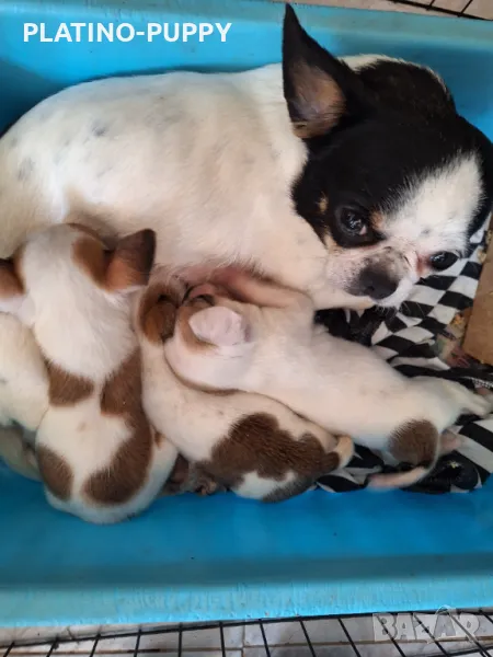 ЧИХУАХУА БЕБЕТА, снимка 1