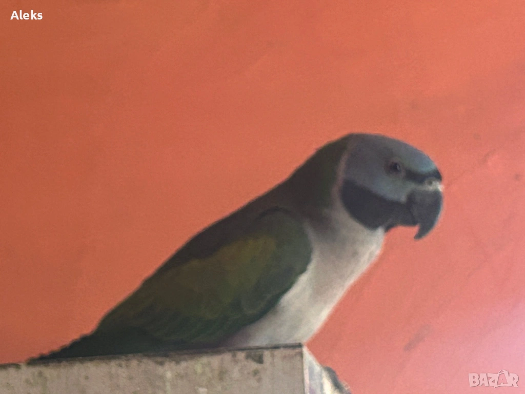 Папагали, снимка 1