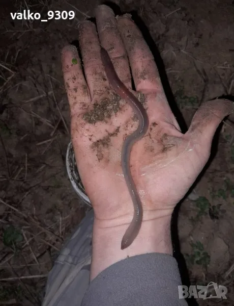 Земен Червей за риболов, снимка 1