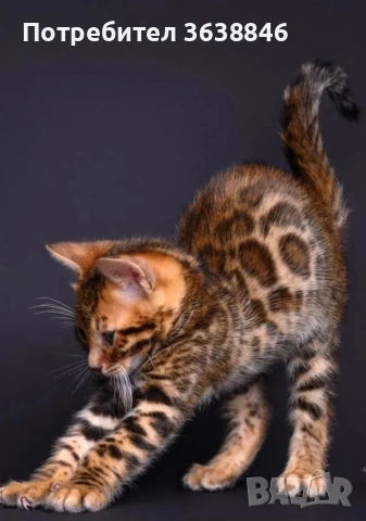 Бенгалски котете