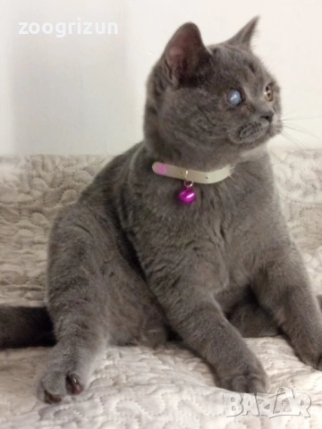 Шотландско котенце, снимка 4 - Други - 53172089