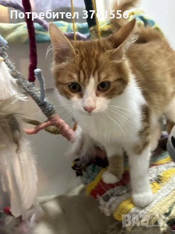 Подарявям Ангорско коте, снимка 5 - Ангорски - 52929199