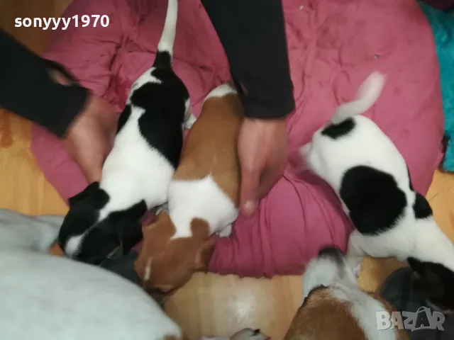 ПРОДАВАМЕ КУЧЕНЦА ДЖАК РЪСЕЛ-УНИКАЛНИ СЛАДУРИ 2701250647, снимка 15 - Джак ръсел териер - 48842521