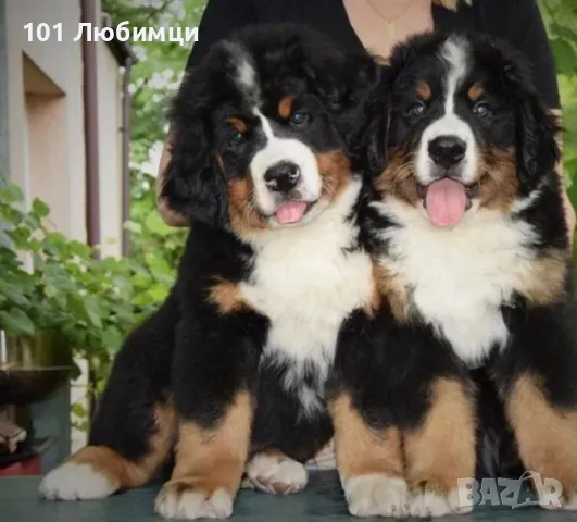Бернска овчарка , снимка 3 - Бернска овчарка - 47450308