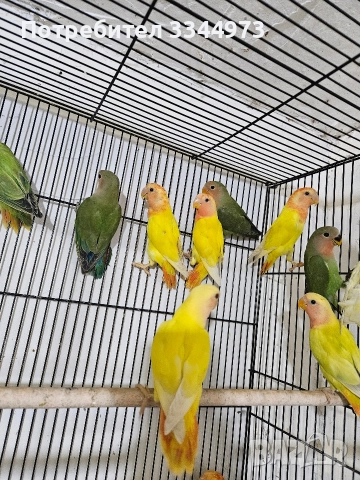 неразделки и вълнисти папагали, снимка 2 - Папагали - 52897576