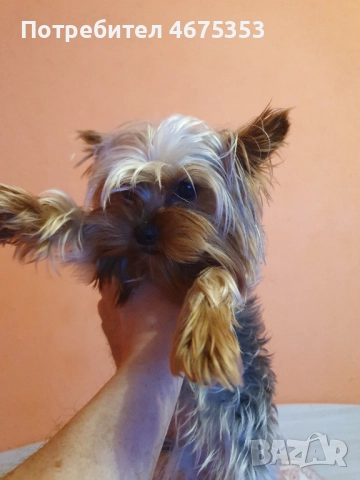  Мини Йорки йоркширски териер 4 кученца, снимка 12 - Йоркширски териер - 52770169