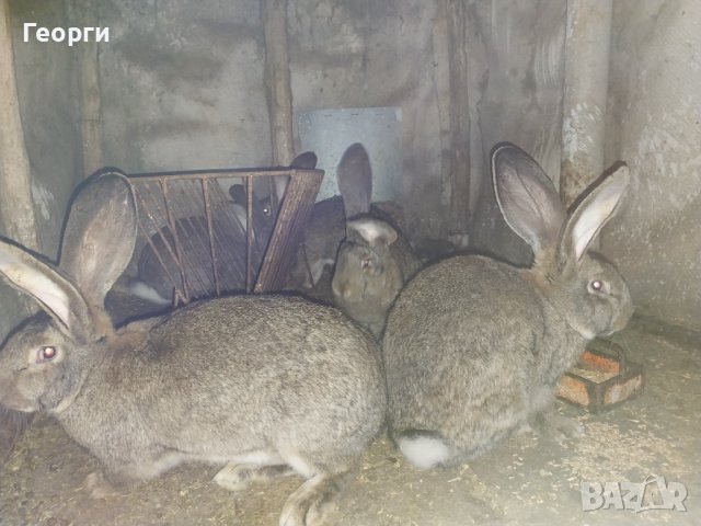 Продавам зайци  великани, снимка 4 - Други - 41335323