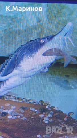 Търся съинвеститор по европроект.