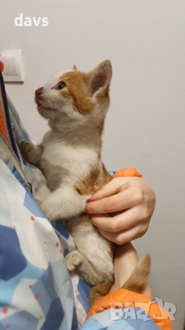 Намерено - Рижаво мъниче спешно търси дом, снимка 3 - Други - 52807638