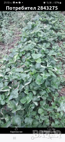 Разсад ягоди , снимка 8 - Сортови семена и луковици - 49684298