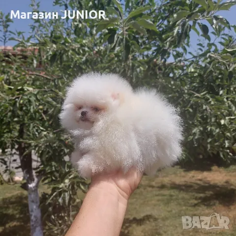 мини момче, снимка 2 - Померан - 50153867