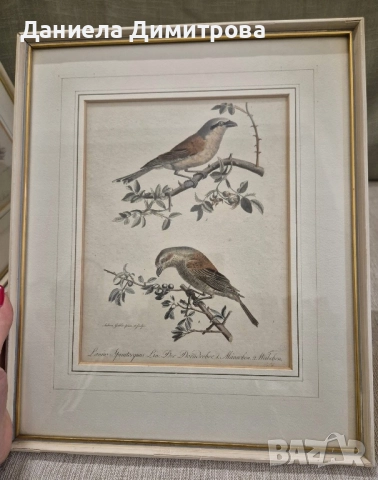Три рамкирани принта с красиви птици, снимка 6 - Картини - 52466840