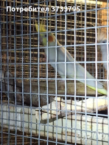 Чифт корели, снимка 10 - Папагали - 53296344