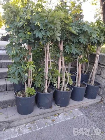 Продавам Шефлера / Schefflera 10 годишна, 170 см. височина, 10 броя, снимка 3 - Стайни растения - 40894462