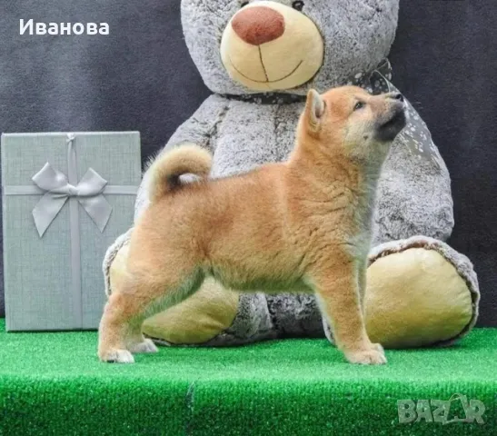 Шиба ину кученца