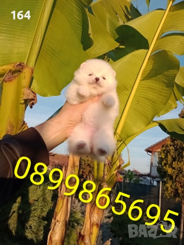 Померани. Реални снимки от 10.12.25 г. , снимка 6 - Померан - 52731565