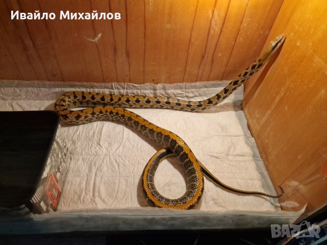 продавам змии, снимка 3 - Змии - 44098094