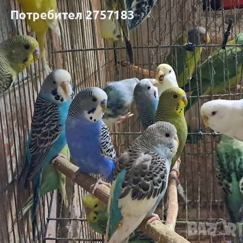 продавам валнисти папагали, снимка 3 - Папагали - 52880892