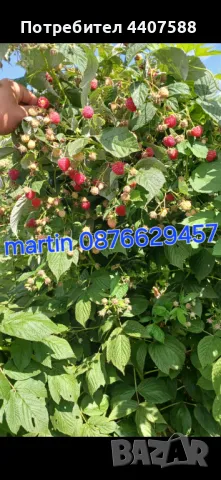 Расзад малини , снимка 3 - Разсади - 49498256