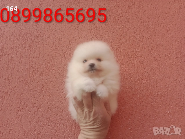 Мъжки и женски Померанчета., снимка 2 - Померан - 53494380