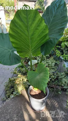 Трилистници, снимка 1