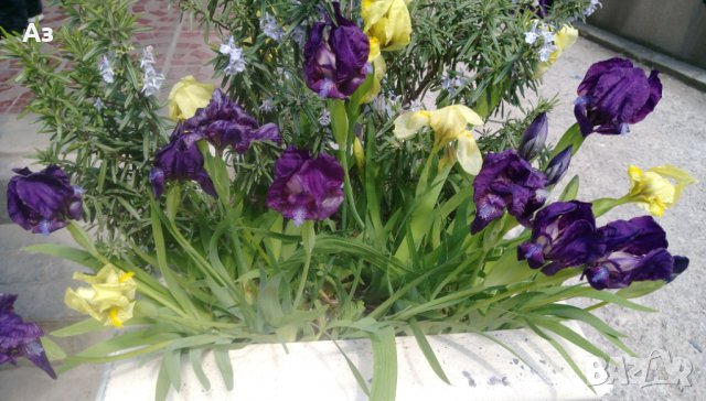 Продавам цветя Ириси, ниски, жълти и тъмно сини, снимка 10 - Разсади - 36896575