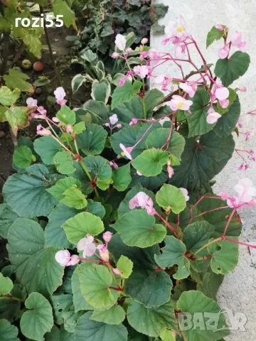 Градинска бегония студоустойчива на гол корен., снимка 1