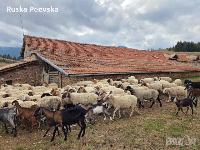 Продавам овце за дамазлък