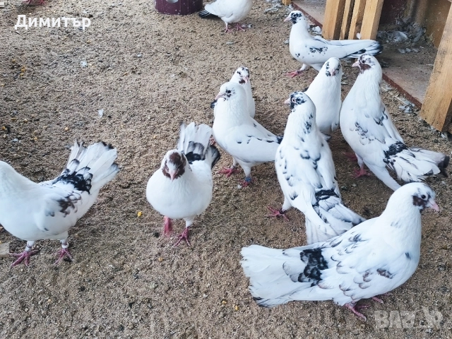 Закъртени гълъби , снимка 2 - Гълъби - 51946961