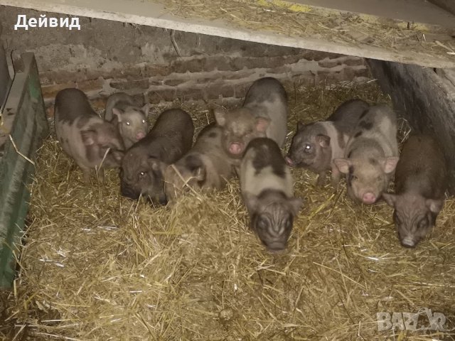 Продавам Виетнамски прасета. в Прасета в гр. Велико Търново ...