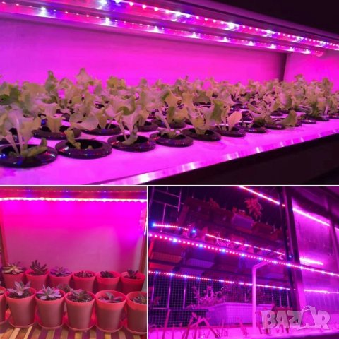 Фито диодна led лента за бърз растеж SMD 5050  12V 60led/m, снимка 4 - Лед осветление - 43690154