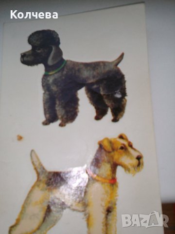 продавам лепенки за яйца, разтворими във вода, снимка 5 - Други - 40065477