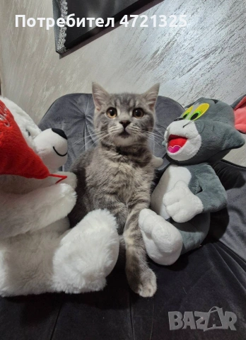 Британско таби. , снимка 13 - Британска късокосместа - 53250363