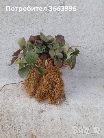 Продавам елитен разсад ягоди и малини , снимка 5 - Разсади - 39922116