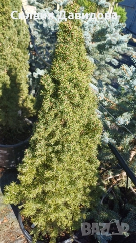 Смърч коника , снимка 3 - Градински цветя и растения - 52505478