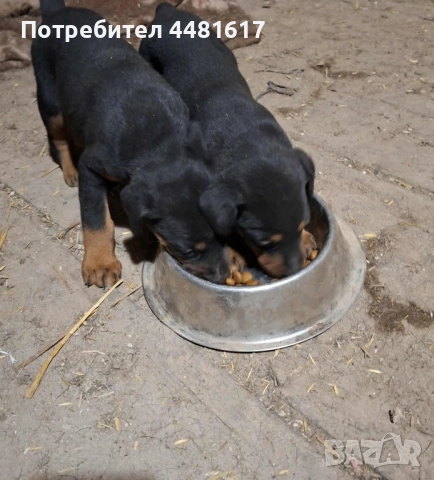 Доберманчета, снимка 5 - Доберман - 52296777