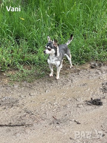 Чихуахуа за разплод , мини Чихуахуа, снимка 2 - Чихуахуа - 38398987