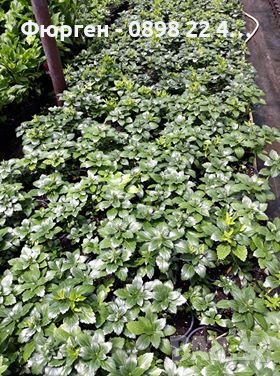 Pachysandra terminalis - Пахисандра, снимка 4 - Градински цветя и растения - 39106362