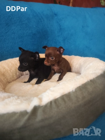 Мини чихупинчери , снимка 3 - Пинчер - 52710666