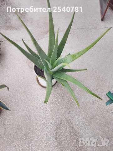 продавам 3 годишно алое Вера , снимка 2 - Стайни растения - 52889874